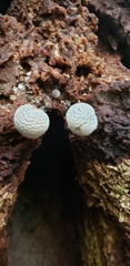 Fungi