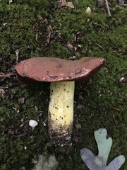 Boletus subluridellus