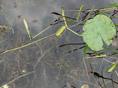 Potamogeton vaseyi