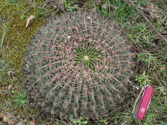 Ferocactus macrodiscus