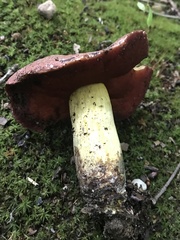 Boletus subluridellus