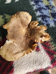 Russula pulverulenta