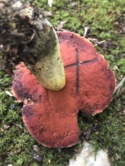 Boletus subluridellus