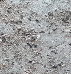 Austruca lactea