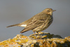 Rock Pipit - Photo (c) Paul Roberts, some rights reserved (CC BY-NC)