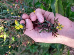 Ludwigia