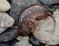 Traskorchestia traskiana