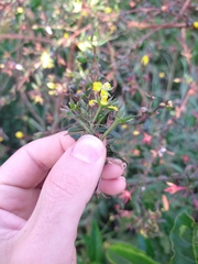 Ludwigia