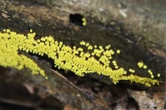 Physarum viride