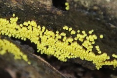 Physarum viride