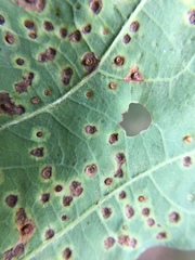 Neuroterus saltarius