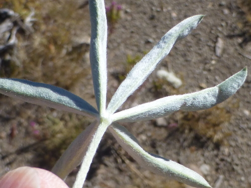 Image of Lupinus meionanthus by no rights reserved