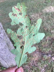 Neuroterus saltarius