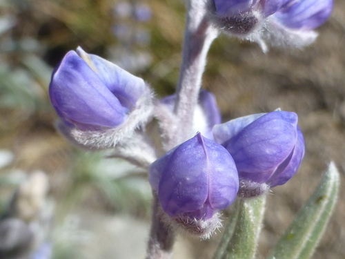 Image of Lupinus meionanthus by no rights reserved