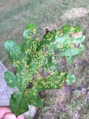 Neuroterus saltarius