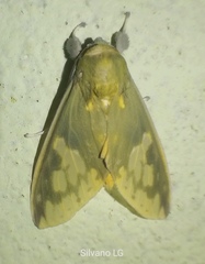 Castrica phalaenoides