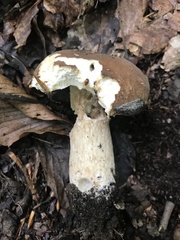 Boletus separans