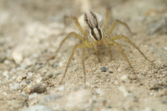 Pardosa distincta