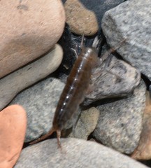 Traskorchestia traskiana