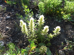 Castilleja nana