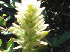 Castilleja nana