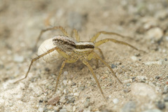 Pardosa distincta