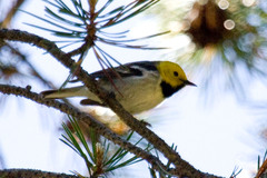 Hermit Warbler photo 3