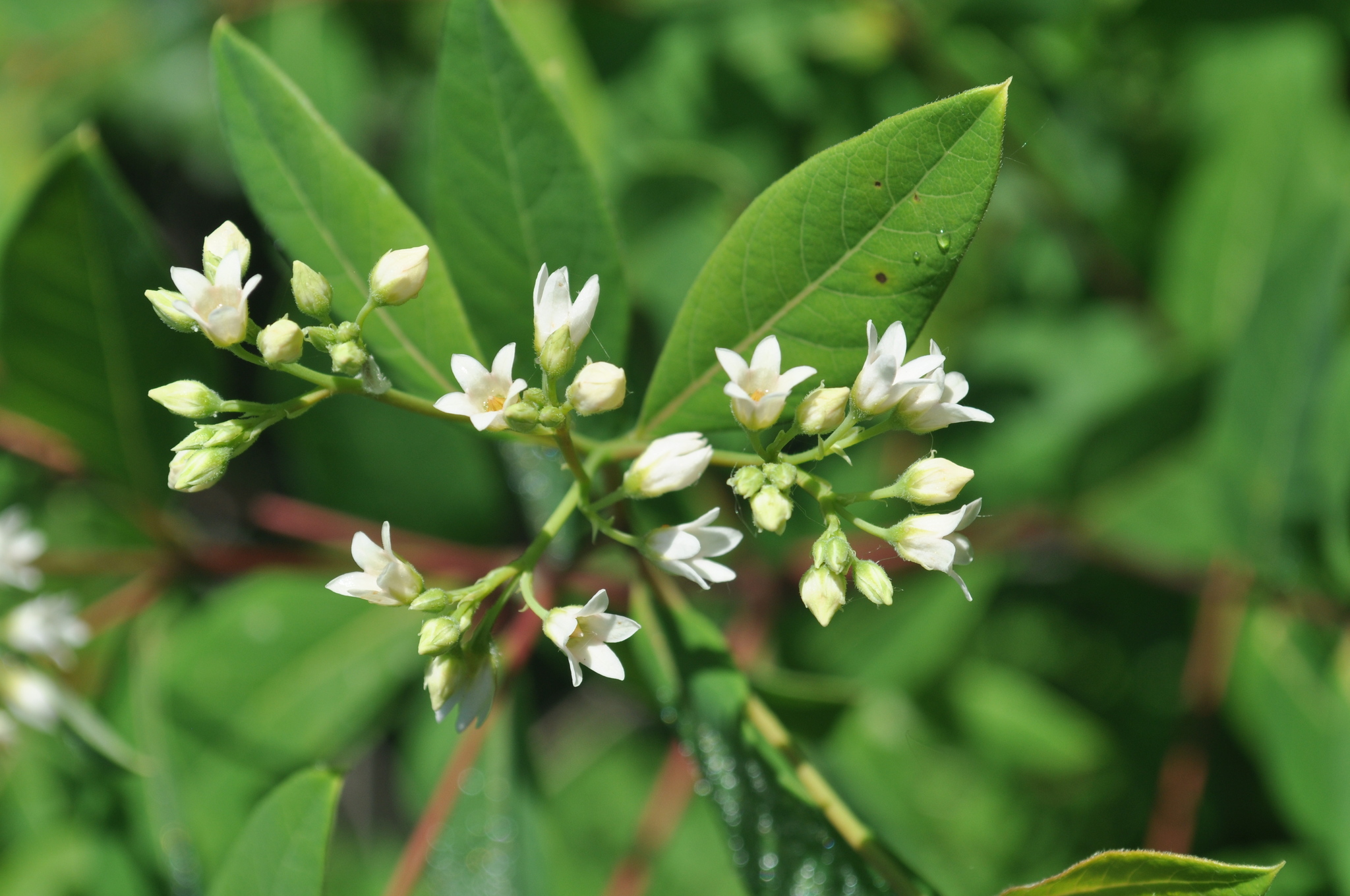 Apocynum X floribundum