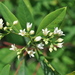 Intermediate Dogbane - Photo (c) Mark Kluge, some rights reserved (CC BY-NC), uploaded by Mark Kluge