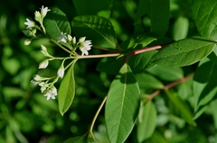Apocynum × floribundum