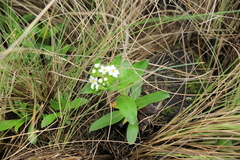 Lithospermum distichum