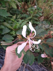 Bauhinia purpurea