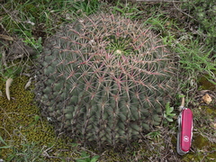 Ferocactus macrodiscus