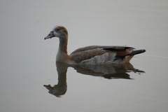 Alopochen aegyptiaca