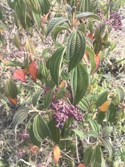 Miconia subseriata