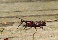 Arrhenodes minutus