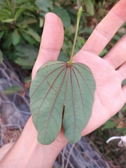 Bauhinia purpurea