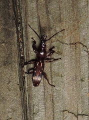 Arrhenodes minutus