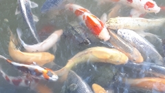 Cyprinus rubrofuscus