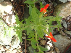 Erythranthe cinnabarina