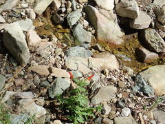 Erythranthe cinnabarina