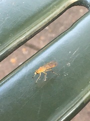 Ptecticus trivittatus