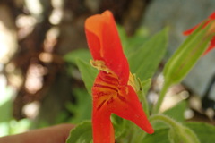 Erythranthe cinnabarina