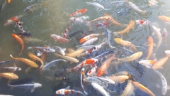 Cyprinus rubrofuscus