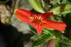Erythranthe cinnabarina