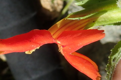 Erythranthe cinnabarina