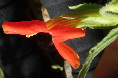 Erythranthe cinnabarina