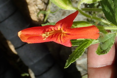 Erythranthe cinnabarina