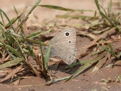 Cercyonis sthenele