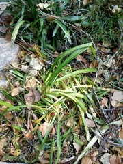 Iris foetidissima